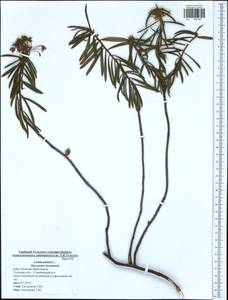 Rhododendron tomentosum (Stokes) Harmaja, Eastern Europe, Central region (E4) (Russia)