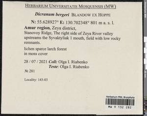 Dicranum undulatum Schrad. ex Brid., Bryophytes, Bryophytes - Russian Far East (excl. Chukotka & Kamchatka) (B20) (Russia)