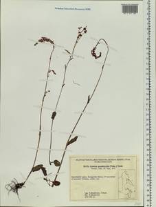 Rumex pseudoxyria (Tolm.) A. P. Khokhr., Siberia, Chukotka & Kamchatka (S7) (Russia)