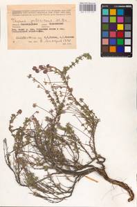 MHA 0 157 273, Thymus pallasianus Heinr.Braun, Eastern Europe, Lower Volga region (E9) (Russia)