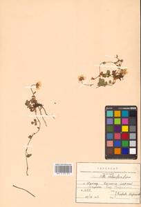 Potentilla stolonifera Lehm. ex Ledeb., Siberia, Russian Far East (S6) (Russia)