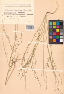 Litwinowia tenuissima (Pall.) Woronow ex Pavlov, Eastern Europe, Lower Volga region (E9) (Russia)