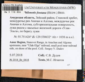 Philonotis fontana (Hedw.) Brid., Bryophytes, Bryophytes - Russian Far East (excl. Chukotka & Kamchatka) (B20) (Russia)