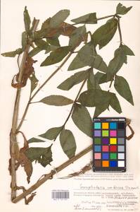 MHA 0 159 695, Scrophularia umbrosa Dumort., Eastern Europe, Lower Volga region (E9) (Russia)