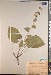 Campanula alliariifolia Willd., Caucasus, Krasnodar Krai & Adygea (K1a) (Russia)
