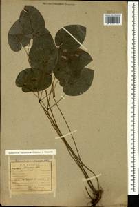 Epimedium pinnatum subsp. colchicum (Boiss.) N. Busch, Caucasus, Abkhazia (K4a) (Abkhazia)