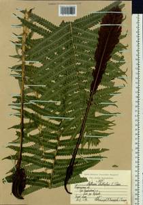 Matteuccia struthiopteris (L.) Tod., Eastern Europe, Central region (E4) (Russia)