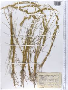 Festuca beckeri (Hack.) Trautv., Eastern Europe, South Ukrainian region (E12) (Ukraine)