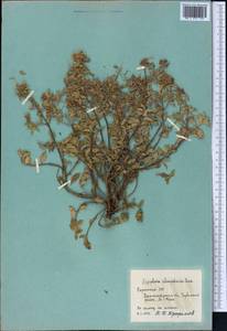 Ziziphora clinopodioides Lam., Middle Asia, Western Tian Shan & Karatau (M3) (Kyrgyzstan)