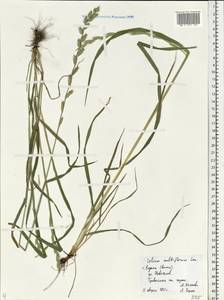 Lolium multiflorum Lam., Eastern Europe, Central region (E4) (Russia)