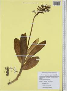 Orchis purpurea Huds., Caucasus, Black Sea Shore (from Novorossiysk to Adler) (K3) (Russia)