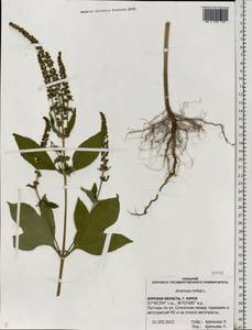Ambrosia trifida L., Eastern Europe, Central forest-and-steppe region (E6) (Russia)