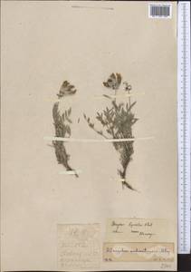 Astragalus lipschitzii Pavlov, Middle Asia, Western Tian Shan & Karatau (M3) (Not classified)