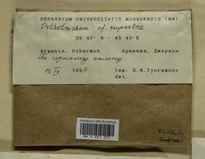 Lewinskya rupestris (Schleich. ex Schwägr.) F. Lara, Garilleti & Goffinet, Bryophytes, Bryophytes - Transcaucasia (B13) (Armenia)