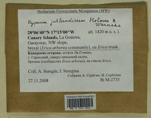 Hypnum jutlandicum Holmen & E. Warncke, Bryophytes, Bryophytes - Macaronesia (BMc) (Spain)