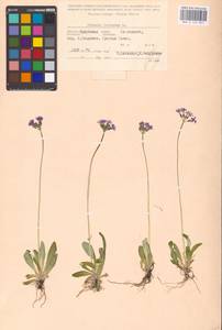 Primula farinosa L., Siberia, Baikal & Transbaikal region (S4) (Russia)