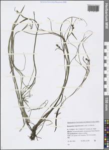 Sparganium hyperboreum Laest. ex Beurl., Siberia, Western Siberia (S1) (Russia)