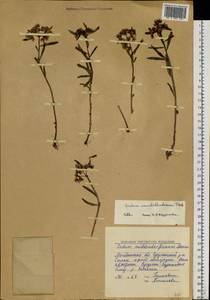 Phedimus kamtschaticus (Fisch.) 't Hart, Siberia, Chukotka & Kamchatka (S7) (Russia)