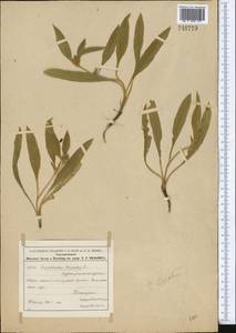 Convolvulus lineatus L., Middle Asia, Pamir & Pamiro-Alai (M2) (Uzbekistan)