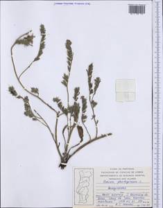 Echium plantagineum L., Western Europe (EUR) (Portugal)