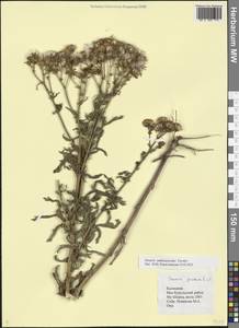 Jacobaea andrzejowskyi (Tzvelev) B.Nord., Eastern Europe, Lower Volga region (E9) (Russia)