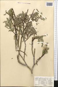 Salix capusii Franch., Middle Asia, Pamir & Pamiro-Alai (M2) (Tajikistan)