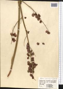 Rheum maximowiczii Losinsk., Middle Asia, Pamir & Pamiro-Alai (M2) (Tajikistan)