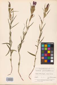 Gentiana pneumonanthe L., Eastern Europe, Eastern region (E10) (Russia)