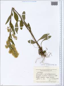 Solidago, Eastern Europe, Northern region (E1) (Russia)
