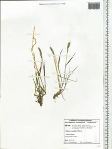 Elymus sajanensis (Nevski) Tzvelev, Siberia, Central Siberia (S3) (Russia)