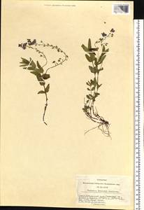 Veronica krylovii Schischk., Siberia, Altai & Sayany Mountains (S2) (Russia)