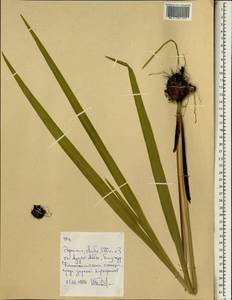 Iridaceae, Africa (AFR) (Ethiopia)