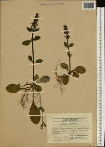 Ajuga reptans L., Eastern Europe, Moldova (E13a) (Moldova)