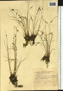 Juncus brachyspathus Maxim., Siberia, Russian Far East (S6) (Russia)