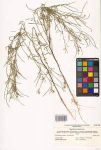 Sisymbrium altissimum L., Eastern Europe, Lower Volga region (E9) (Russia)