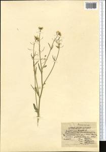 Sisymbrium loeselii L., Middle Asia, Northern & Central Tian Shan (M4) (Kyrgyzstan)