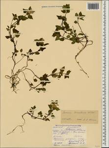 Lamium tomentosum Willd., Caucasus, North Ossetia, Ingushetia & Chechnya (K1c) (Russia)