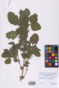 Amaranthus blitum L., Eastern Europe, Moscow region (E4a) (Russia)