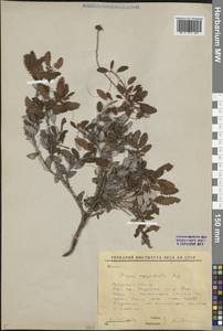 Dryas octopetala subsp. oxyodonta (Juz.) Hultén, Siberia, Baikal & Transbaikal region (S4) (Russia)