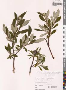 Salix krylovii E.L.Wolf, Siberia, Chukotka & Kamchatka (S7) (Russia)