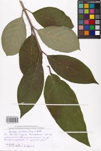 Syringa josikaea J.Jacq. ex Rchb., Eastern Europe, Moscow region (E4a) (Russia)