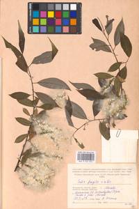 Salix alba × fragilis, Eastern Europe, Moscow region (E4a) (Russia)