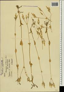 Dichodon perfoliatum (L.) Á. Löve & D. Löve, Crimea (KRYM) (Russia)