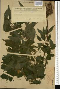 Parietaria officinalis L., Caucasus, Azerbaijan (K6) (Azerbaijan)