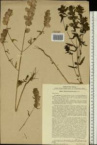 Rhinanthus minor L., Eastern Europe, North-Western region (E2) (Russia)