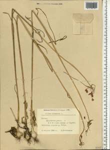 Allium oleraceum L., Eastern Europe, Latvia (E2b) (Latvia)