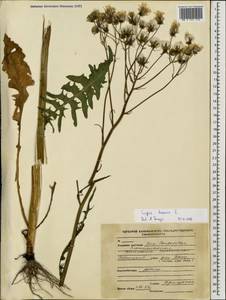 Crepis biennis L., Eastern Europe, North-Western region (E2) (Russia)