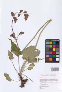 Salvia, Eastern Europe, Eastern region (E10) (Russia)