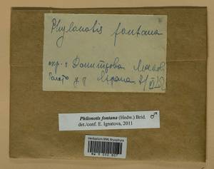 Philonotis fontana (Hedw.) Brid., Bryophytes, Bryophytes - Moscow City & Moscow Oblast (B6a) (Russia)