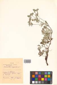 Potentilla argentea L., Siberia, Russian Far East (S6) (Russia)